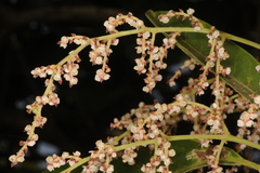 Meliosma simplicifolia subsp. simplicifolia